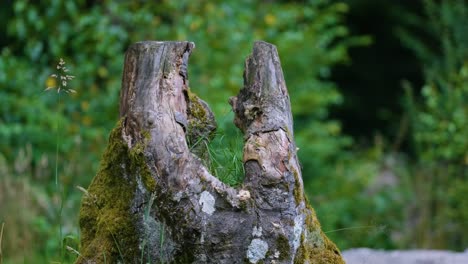 Original-And-Artistic-Tree-Stump-With-Ant-Insects-Walking-On-It-In-A-Bright-Forest-Bokeh