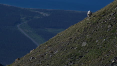 Dall-Sheep-Running-On-Mountain-Slope