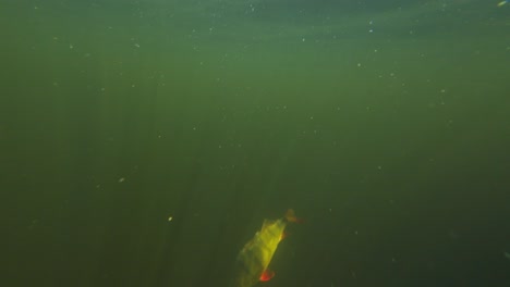 One-fish-being-released-from-the-hand-of-a-fisherman-back-into-the-water-in-underwater-lake-diving-footage