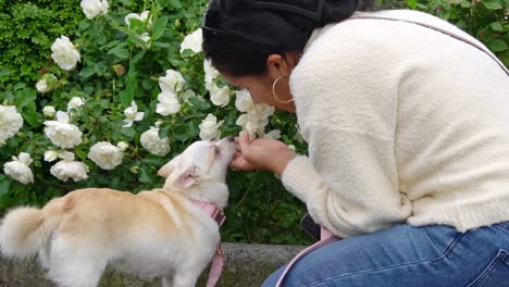 Woman-petting-a-dog-with-blooming-rose-flower-in-background