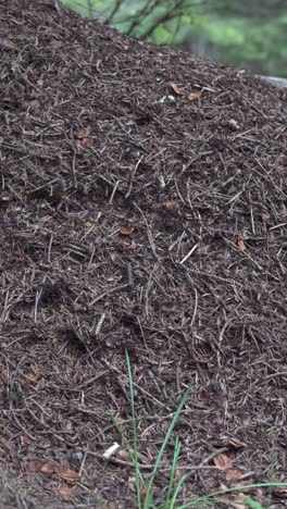 Close-up-of-an-anthill-in-the-wild