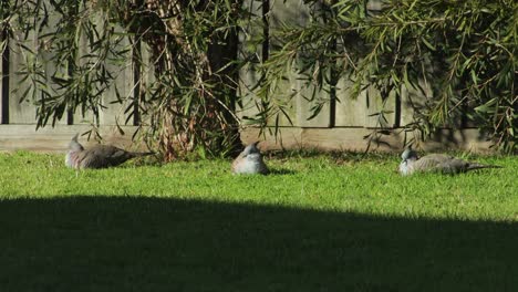 Familia-De-Pájaros-Paloma-Crestada-Sentada-En-El-Césped-En-Un-Jardín-Durante-Un-Día-Soleado,-Australia,-Gippsland,-Victoria,-Maffra