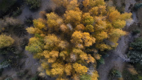 Rotating-Aerial-View-of-Yellow-Aspen-Trees-in-Telluride,-Colorado