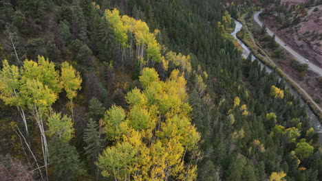 Vista-Aérea-De-álamos-Amarillos-En-La-Ladera-De-Una-Montaña-En-Telluride,-Colorado