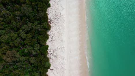 Playa-Whitehaven,-Isla-Whitsundays,-Vista-Aérea-única-Con-Dron,-Parque-Nacional-Airlie,-Australia,-Australia,-Queensland,-Gran-Barrera-De-Coral-Exterior,-Océano-Azul-Turquesa,-Arena-Blanca,-Costa,-Arbusto,-Toma-Estática