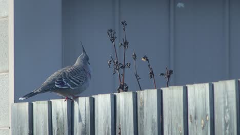 Crested-Pigeon-Perched-On-Wooden-Fence-In-Front-Of-Shed-Garage-Australia-Gippsland-Victoria-Maffra