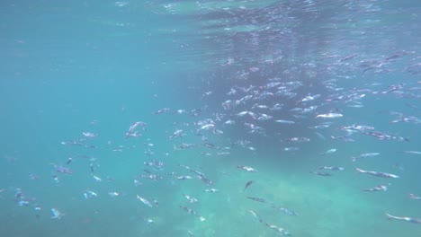 Un-Banco-De-Peces-Nadando-En-Aguas-Cristalinas-En-Raja-Ampat,-Indonesia