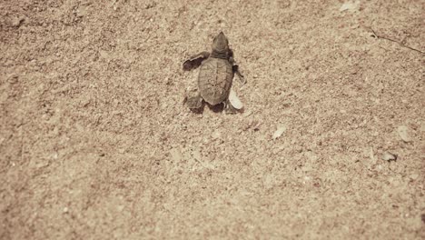 Sea-turtle-hawksbill-newborn-baby-egg-birth-night-conservation-Dubai-wildlife-hatchling-beach-Gulf-nature-shell-instinct-journey-ocean-wave-survival-dawn-fragile-life-protected-habitat-in-persian-gulf