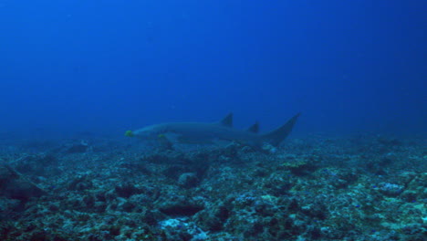 A-beautiful-nurse-shark-swims-gently-in-front-of-the-camera-above-the-coral-reef-against-the-deep-blue-ocean-background