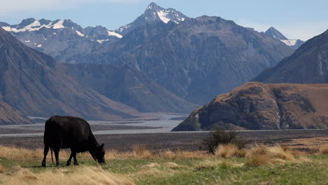 Schwarze-Rinderkuh-Frisst-Gras-Mit-Blick-Auf-Die-Berge-In-Neuseeland