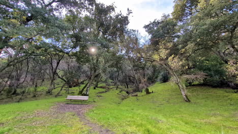 A-path-leads-to-a-lone-bench-which-sits-in-a-grassy-clearing-surrounded-by-towering-trees-under-a-bright,-blue-sky-and-a-hint-of-sun-glare