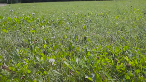 Close-up-footage-of-a-bee-or-a-honeybee-flying-around-on-top-of-some-grass-in-slow-motion