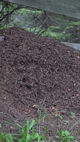 An-anthill-in-the-wild-leaning-on-a-fence