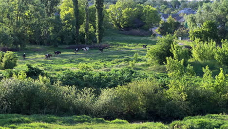 Siguiendo-A-Un-Pequeño-Rebaño-Aislado-De-Vacas-Lecheras-En-Un-Campo-Verde,-Caminando-Junto-A-Un-Bosque-En-El-Campo,-Regresando-A-Casa