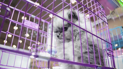 Persian-cat-in-a-purple-cage,-close-up