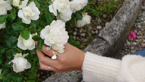 Hand-Der-Frau-Berühren-Weiße-Rose-Blume,-Nahaufnahme