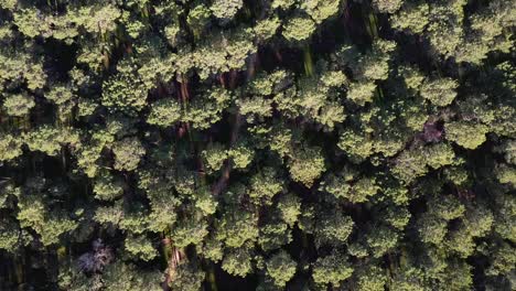 Aerial-slowly-flying-over-Pine-Tree-Forest-Plantation-to-road-in-Gnangara,-Perth,-Western-Australia