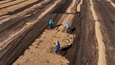 Farm-workers-raking-watermelon-seed-in-a-field,-spreading-them-for-sun-drying-process