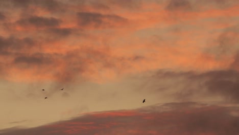 Pájaro-Volando-A-Través-De-Grandes-Nubes-Rojas,-Rosadas-Y-Anaranjadas-Que-Se-Mueven-Por-El-Cielo-Durante-El-Atardecer-En-Australia,-Gippsland,-Victoria,-Maffra