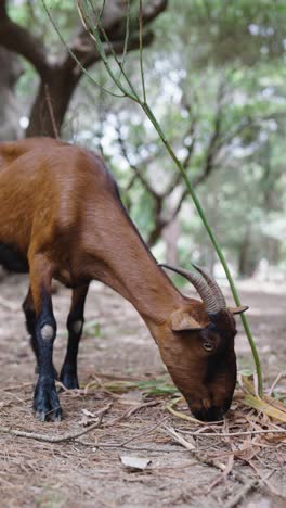 Vertical-shot-of-brown-chamois-coloured-goat-with-horns-search-food,-Mallorca