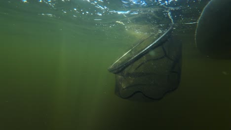 Big-fish-caught-on-a-fishing-lure-landed-in-a-fishing-net-in-underwater-lake-diving-footage