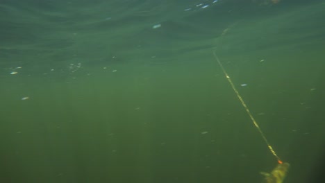 Underwater-diving-footage-of-a-single-fish-being-caught-on-a-fishing-lure fighting-under-the-water-surface