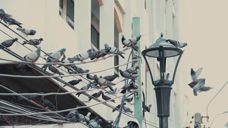 Pigeon-resting-on-powerline,-next-to-a-street-light,-Bangkok-China-Town