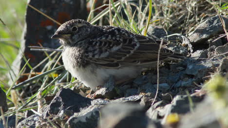 Porträt-Eines-Jungen-Ohrenlerchenvogels-Auf-Dem-Rocky-Sheep-Mountain,-Yukon,-Kanada