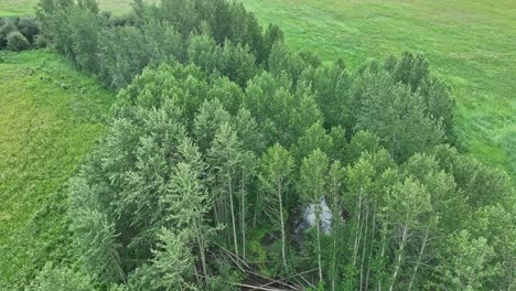 Drone-flying-over-a-treed-waterway-full-of-water-from-beaver-dams