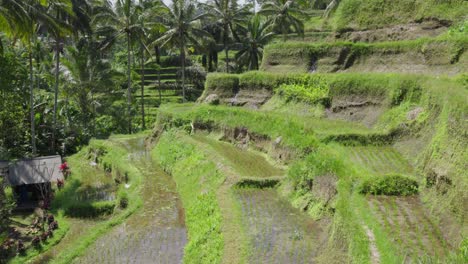 Riego-De-Agua-En-La-Terraza-De-Arroz-De-Tegallalang,-Bali,-Cámara-Lenta-Inclinada-Hacia-Arriba