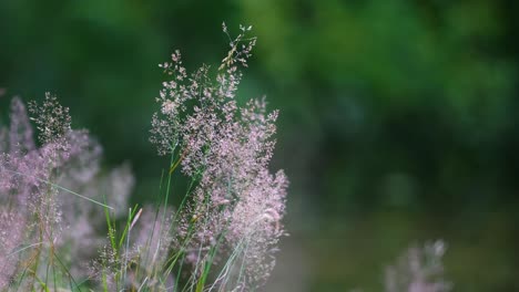 Nahaufnahme-Eines-Hellen-Straußgrases,-Das-Sich-Im-Wind-In-Einem-Kontrastreichen-Wald-Bewegt