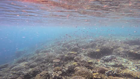 An-underwater-view-of-the-Great-Barrier-Reef,-Australia,-captures-a-stunning-coral-landscape