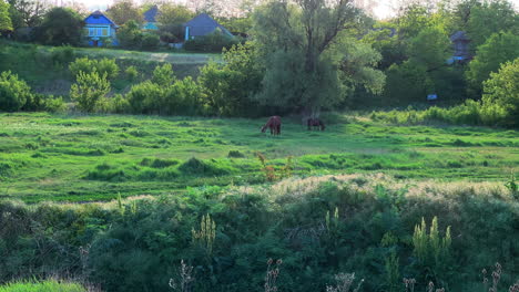 Zwei-Hauspferde-Grasen-Auf-Einer-Wiese-In-Der-Nähe-Eines-Ländlichen-Dorfes-Mit-Blauen-Authentischen-Häusern-Auf-Grünem-Gras