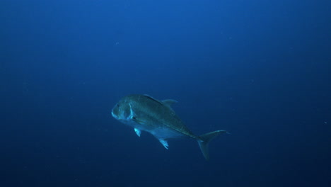 Ein-Riesiger-Riesen-Stachelmakrelen-Schwimmt-Anmutig-In-Der-Mitte-Des-Leeren-Tiefblauen-Ozeans