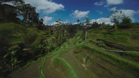 Drone-Cinematográfico-FPV-De-Los-Arrozales-Y-Terrazas-De-Tegalalang-En-Bali,-Indonesia,-Con-Espacio-Para-Copias