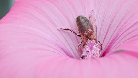 A-bee-covered-in-pollen-collects-nectar-from-a-bright-pink-flower,-close-up