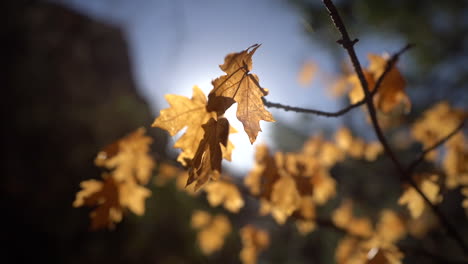 Gelbe-Eichenblätter-An-Einem-Sonnigen-Herbstnachmittag,-Nahaufnahme,-Selektiver-Fokus