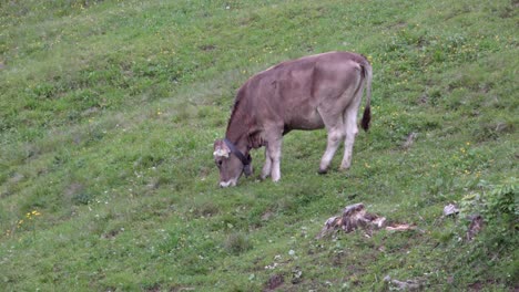 A-grazing-cow-stands-alone-in-a-pasture-meadow-in-summer