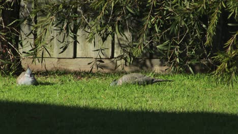 Haubentaube-Pickt-Im-Gras-Im-Garten,-Sitzt-Tagsüber-In-Der-Sonne,-Australien,-Gippsland,-Victoria,-Maffra