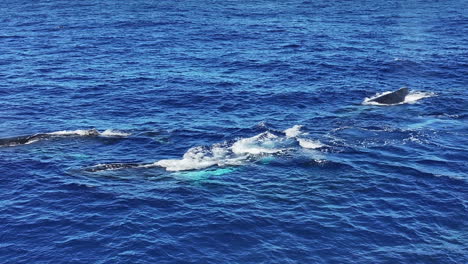 Drone-Shot-of-Whales-Swimming-in-Blue-Ocean-Water-on-Sunny-Day,-Close-Up