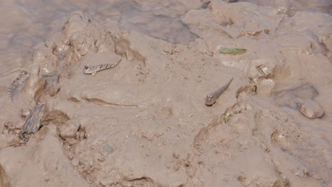 Mekong-Mudskipper-fish-emerging-from-water-on-muddy-coast-in-Hai-Phong,-Vietnam