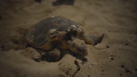 Tortuga-Marina-Anidación-Liberación-Huevos-Conservación-Vida-Silvestre-Golfo-árabe-Qatar-Emiratos-árabes-Unidos-Dubai-Tortuga-Carey-Playa-Noche-Gatear-Arena-Oscuridad-Irán-Golfo-Pérsico-Naturaleza-Cavar-Hoyo-Playa-Verano-Huevos-Polluelo-Viaje