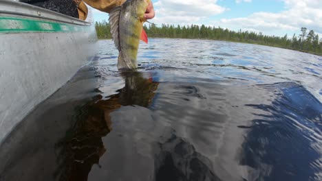 One-fish-being-released-by-a-fisherman-back-into-the-water-from-a-boat-in-underwater-lake-diving-footage