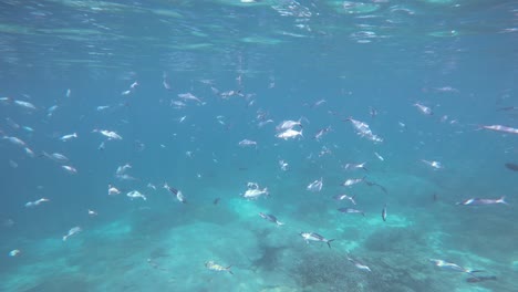 Ein-Schwarm-Füsiliere-Schwimmt-Langsam-Unter-Der-Meeresoberfläche-Im-Kristallklaren-Wasser-Von-Raja-Ampat,-Indonesien