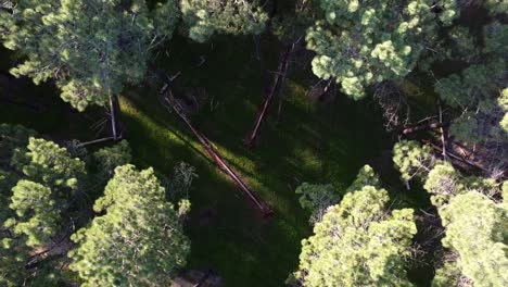 Aerial-ascent-zooming-out-above-Pine-Tree-Forest-Plantation-from-closeup-in-Gnangara,-Perth-WA