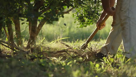 Farmer-clears-weeds-in-Yerba-Mate-tree-plantation,-popular-Argentine-drink