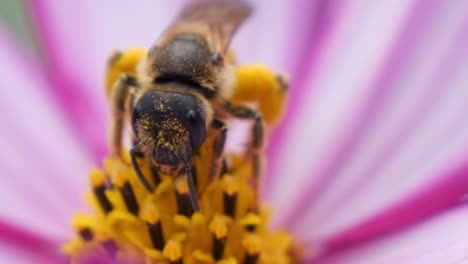 Eine-Biene-Sammelt-Pollen-Auf-Einer-Leuchtenden-Blume-In-Einer-Makroaufnahme-Mit-Einem-Rosa-Und-Gelben-Hintergrund