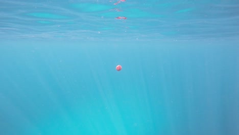 A-wide-shot-of-a-jellyfish-floating-near-the-surface