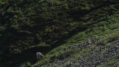 Cordero-De-Cuernos-Finos-Alimentándose-En-El-Pasto-En-Sheep-Mountain-En-El-Parque-Nacional-Kluane,-Yukón,-Canadá