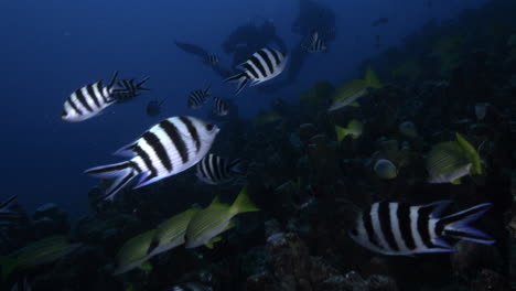 Un-Increíble-Banco-De-Peces-Sargento-De-Cola-De-Tijera-En-Blanco-Y-Negro-Se-Encuentra-Con-Pargos-De-Bengala-Mientras-Los-Buceadores-Exploran-En-El-Fondo.